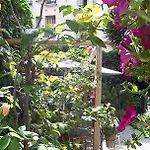 Garden Nice
